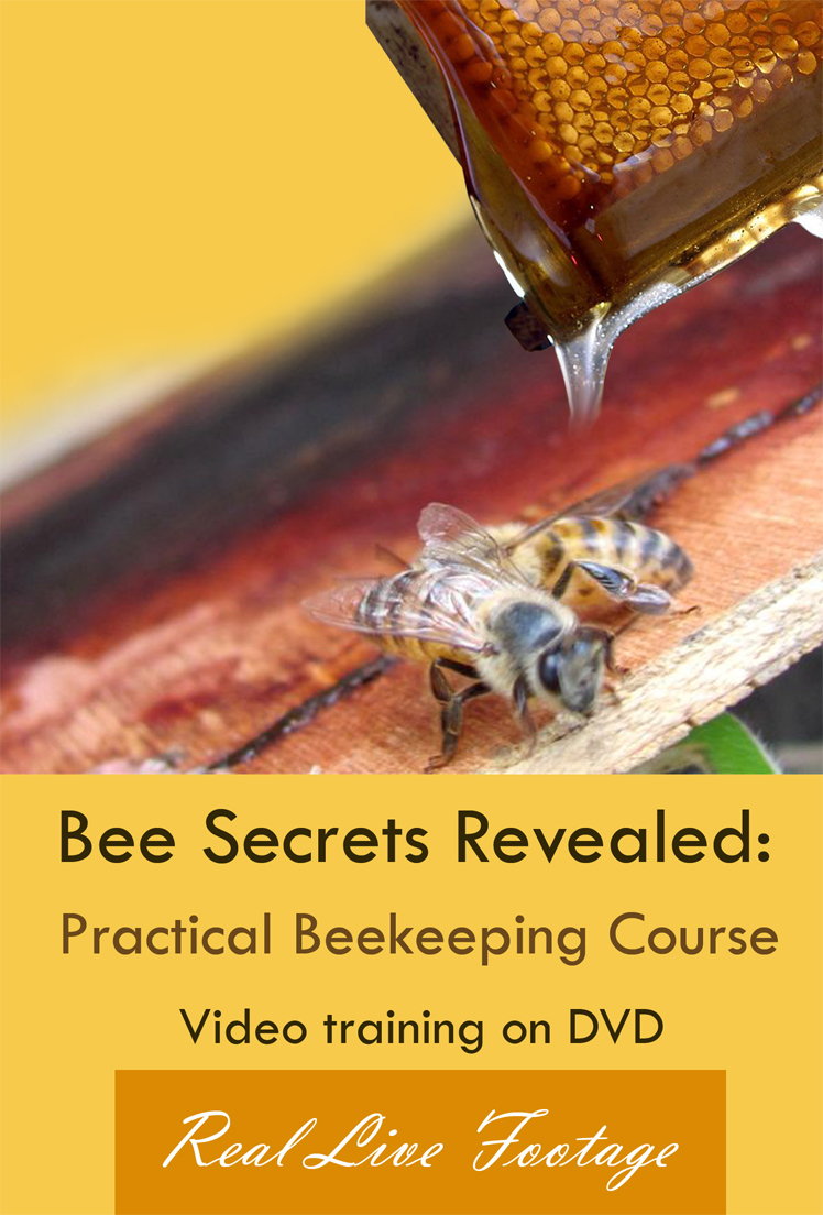 Bee Course DVD for sale