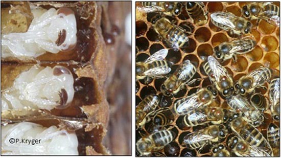 Varroa Destructor on bees
