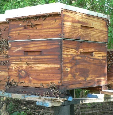 Langstroth Beehive