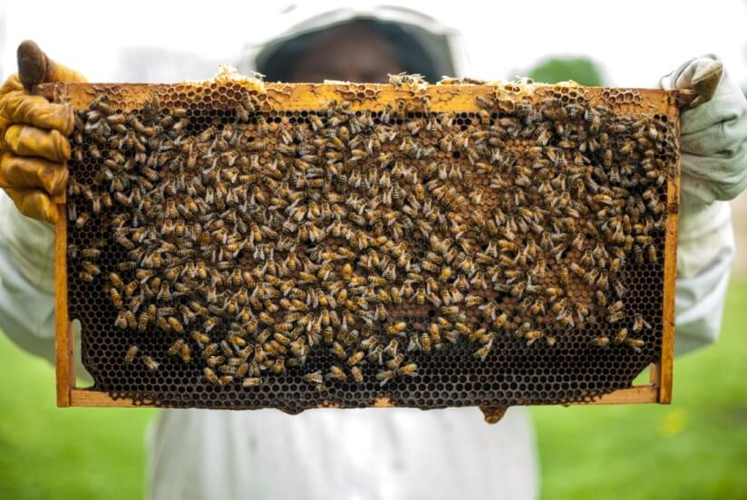 Person holding honeycomb with honeybee