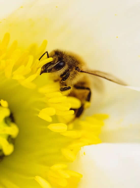 Bee closeup in flower