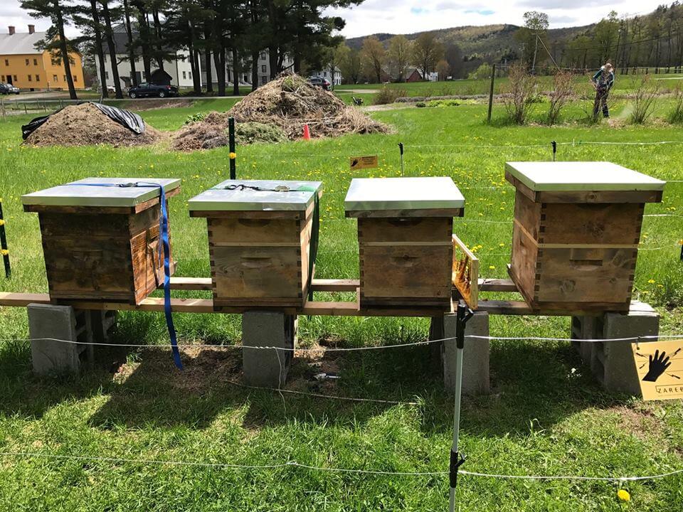 Langstroth beehives in a row