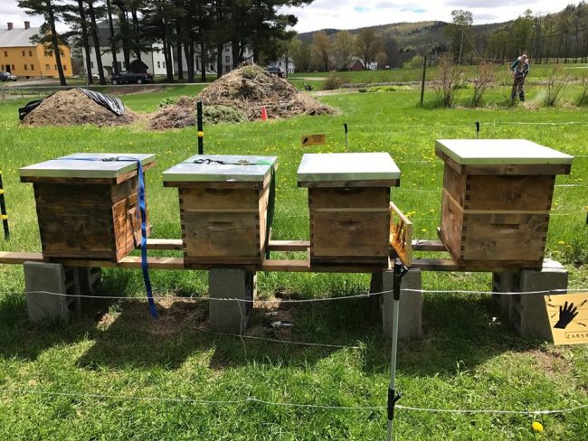Langstroth beehives in a row