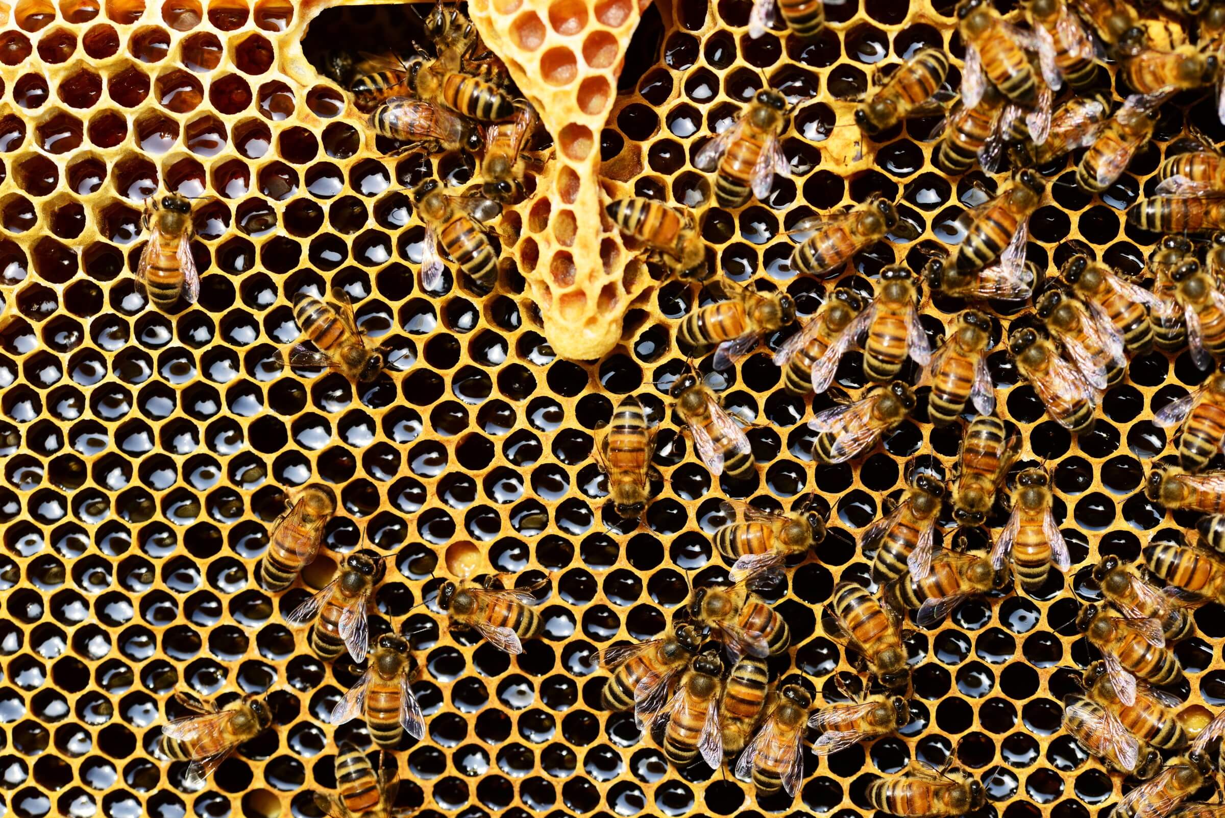 Honeycomb close up detail honey bee