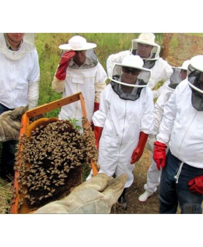 Bee Course for Intermediate beekeepers ready to expand