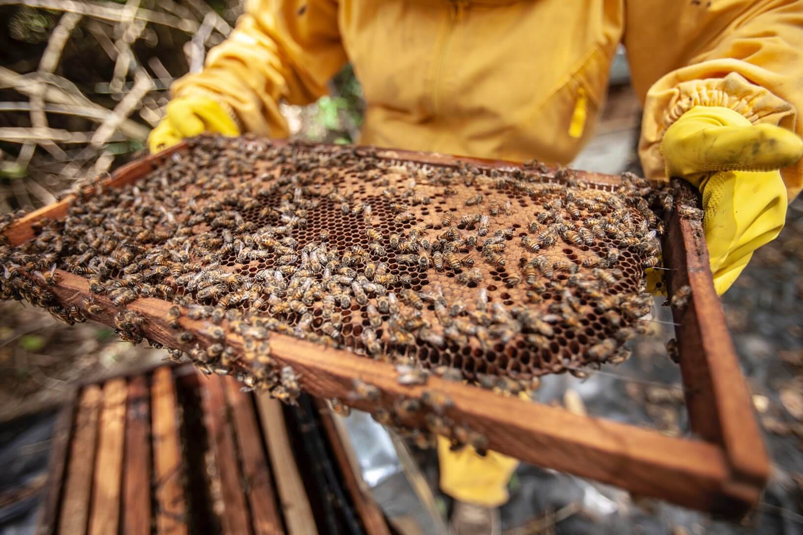 Beehive Honey Comb