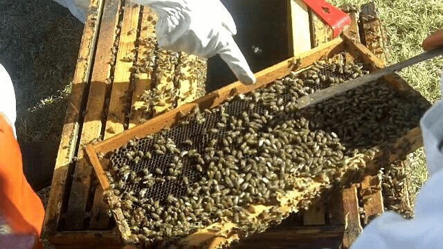 Intermediate Beekeeping course