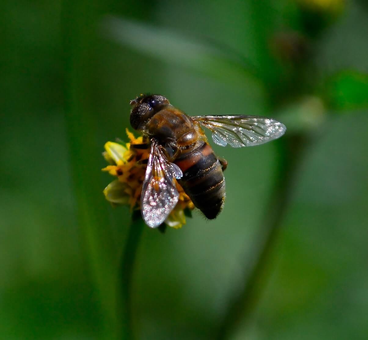 Bee On Small Flower