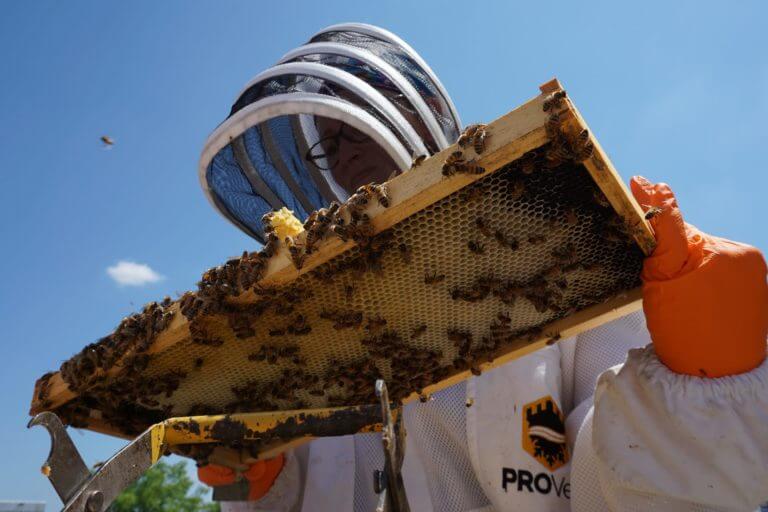 Can beekeeping be profitable