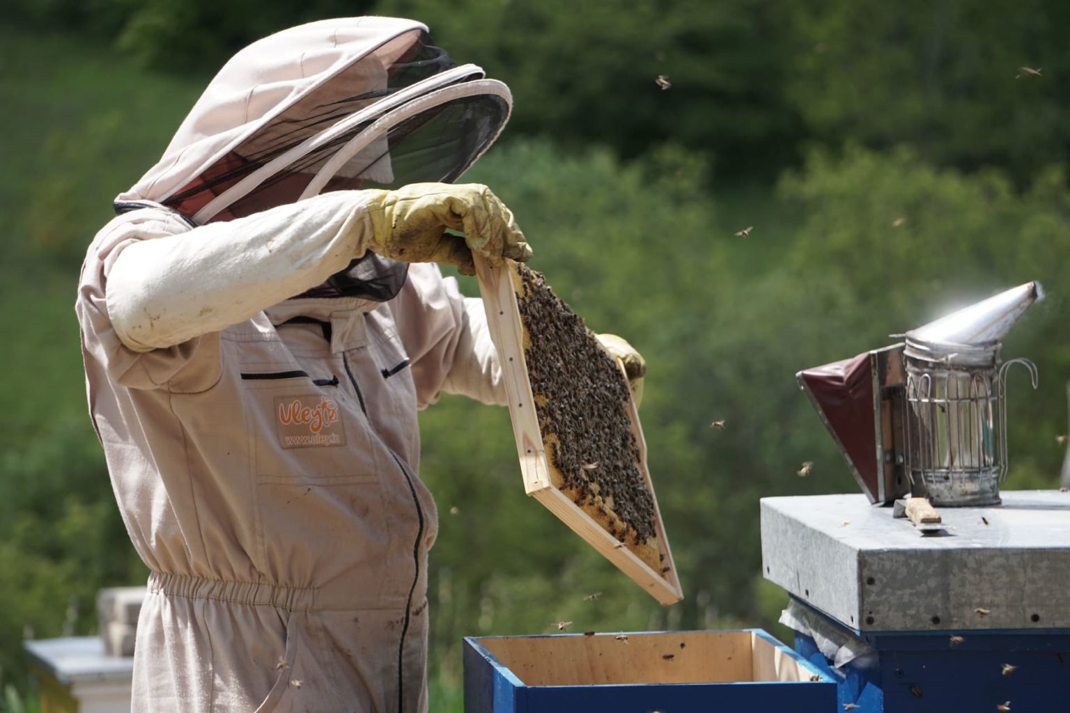 Beginner Beekeeping Course - Bee Ware