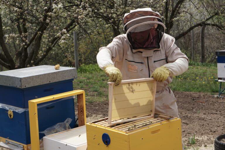 Beekeeper Beehive Bee Frame