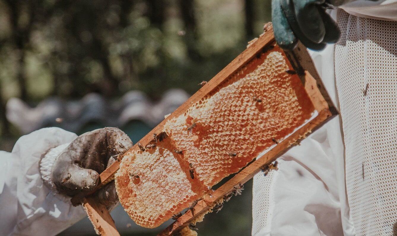 Beekeeper Passing Bee Frame