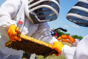 Beekeepers Beekeeping Tools