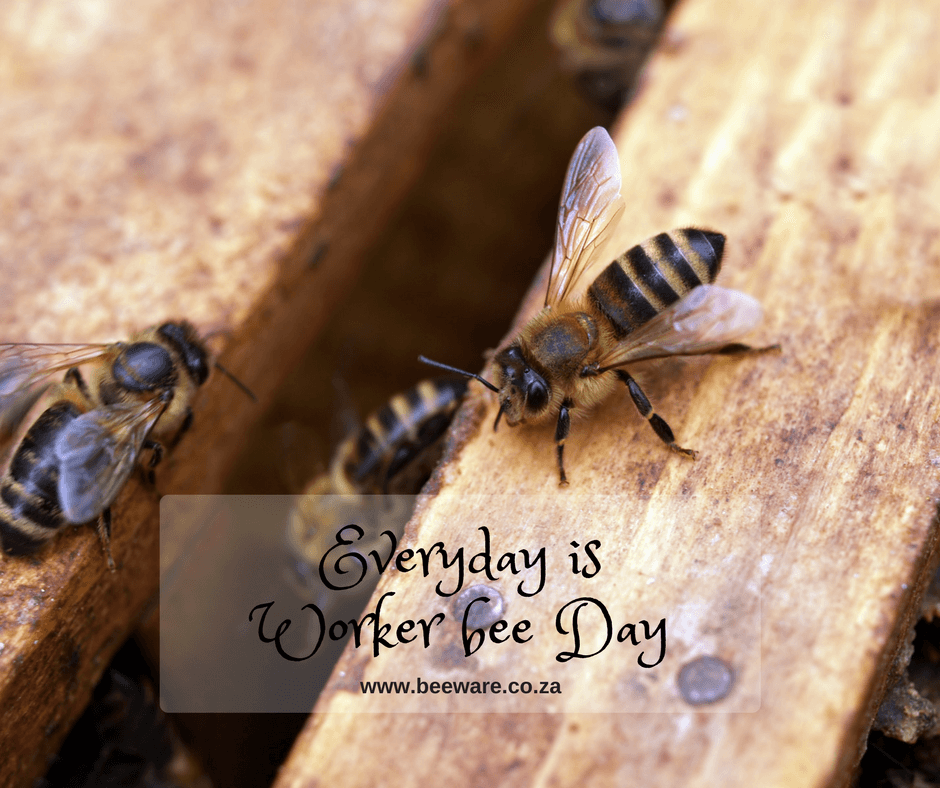 Bee venom. Everyday is Worker bee Day