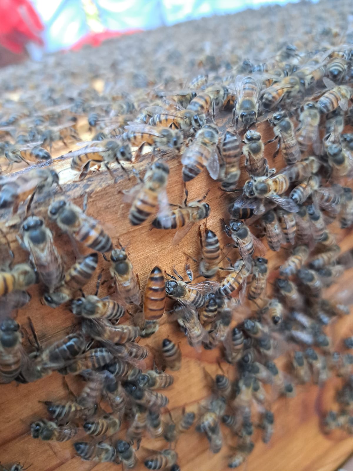 Attract bees with this. Intermediate Bee Course