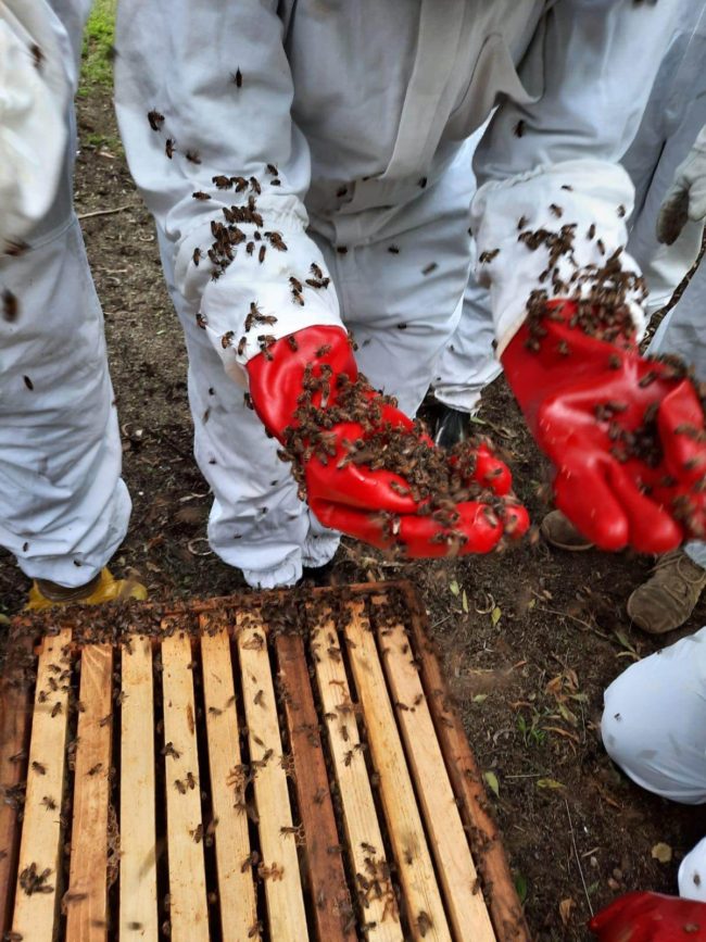 Bee Removal Course from Bee Ware in Midrand. Bee venom is a risk variable.