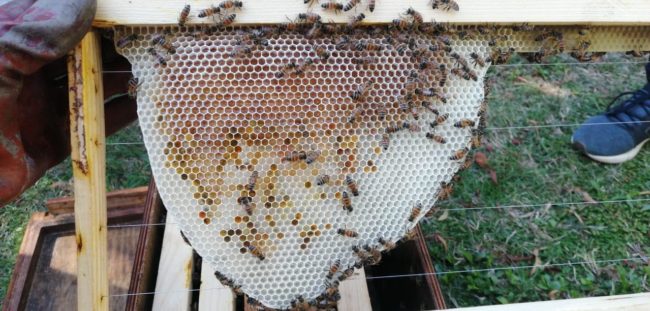 Bee Ware® Beginner bee course