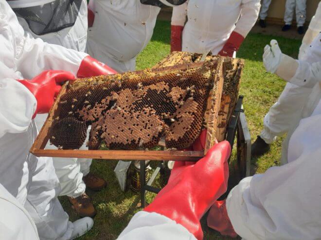 Bee Removal Course from Bee Ware in Midrand