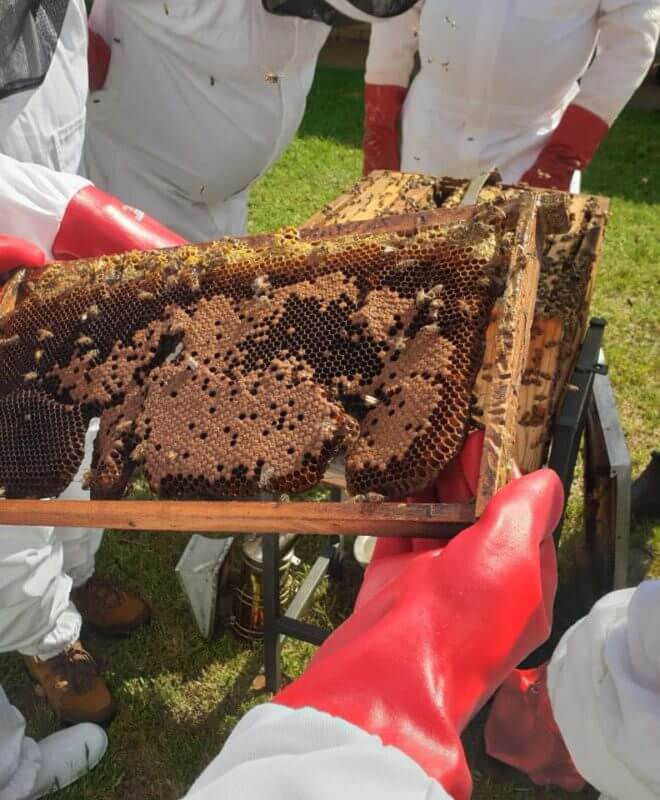 Bee Removal Course from Bee Ware in Midrand