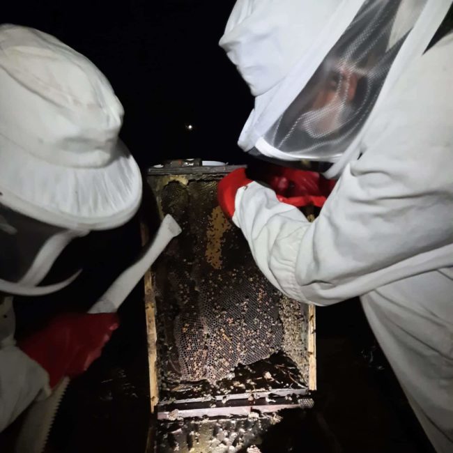 Save bees with bee removals