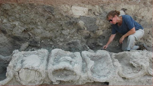 Who Invented Beekeeping? Part of the prehistoric apiary excavated at Tel-Rehov valley, Israel, 10th-9th century BCE
