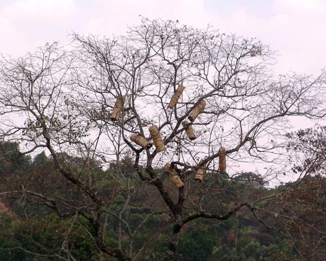 Ethiopian Beekeeping Traditions and Ancient Apiculture