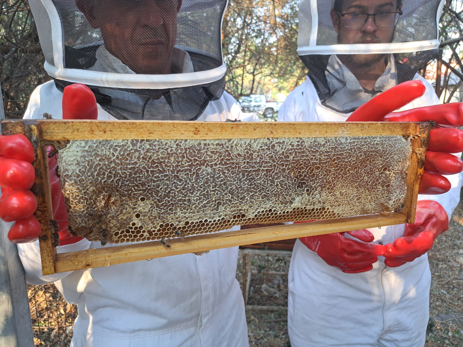 The Seasonal Secrets of Beekeeping! Beginner Bee course