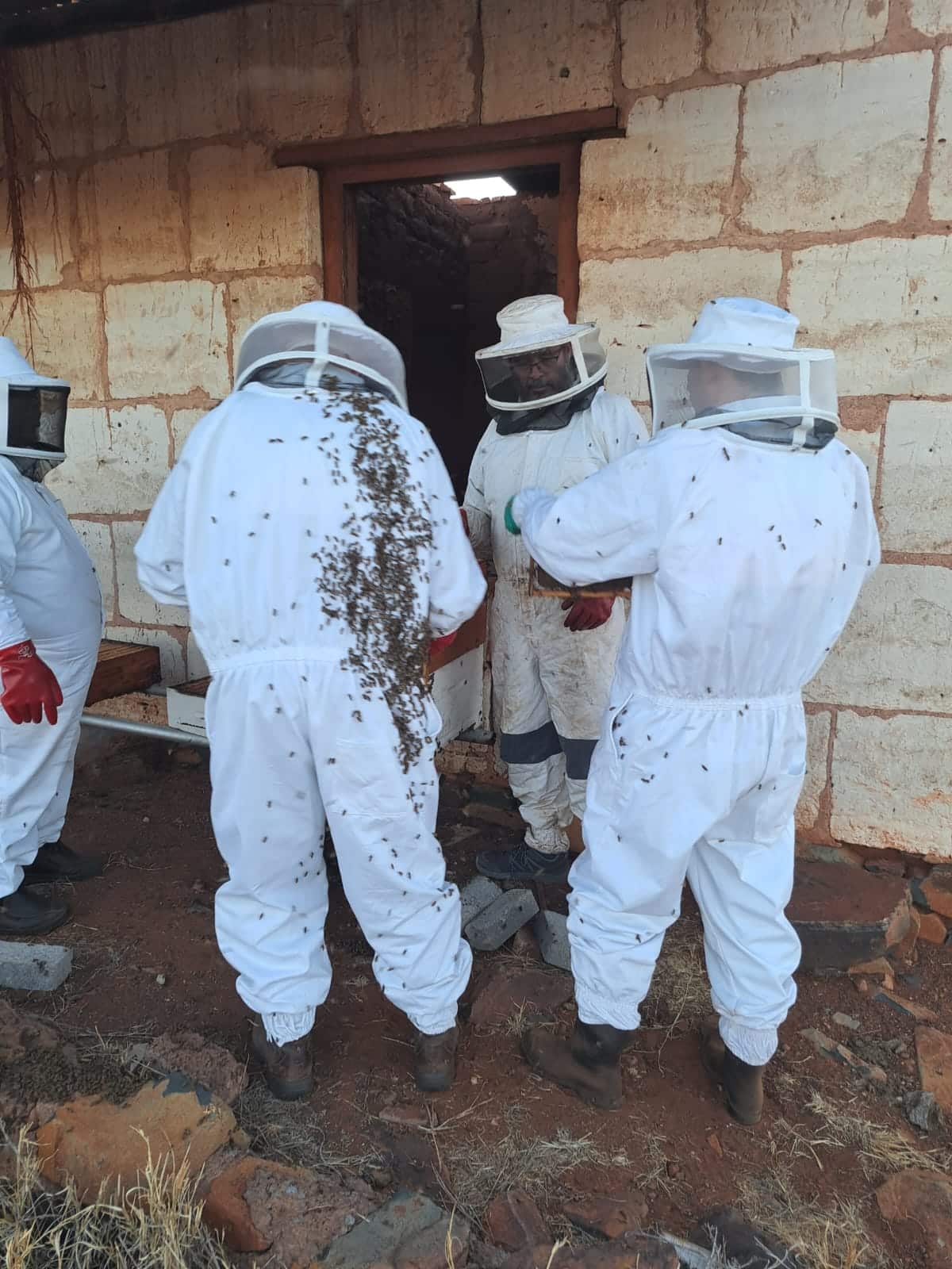 Why South African Beekeepers Should Wear a Suit