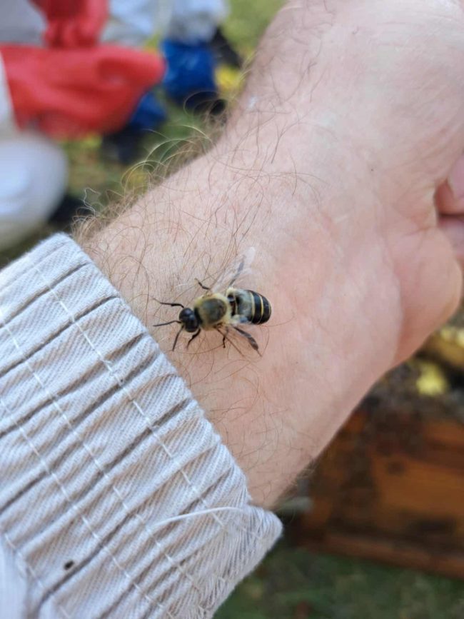 Beekeeping without a suit