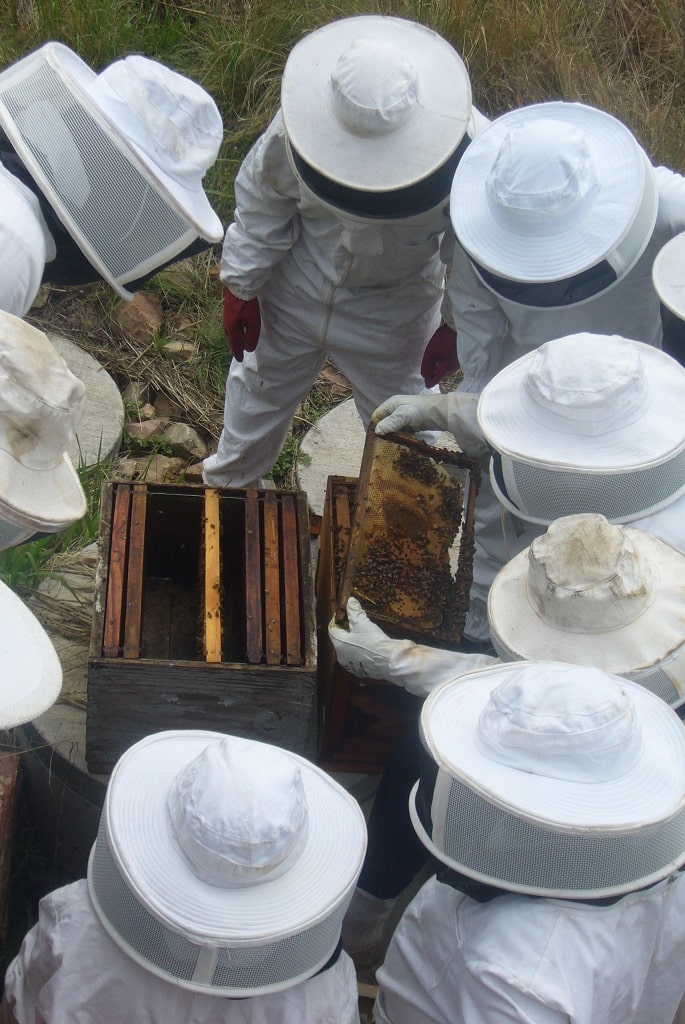 Beginner beekeeping course bees in Midrand