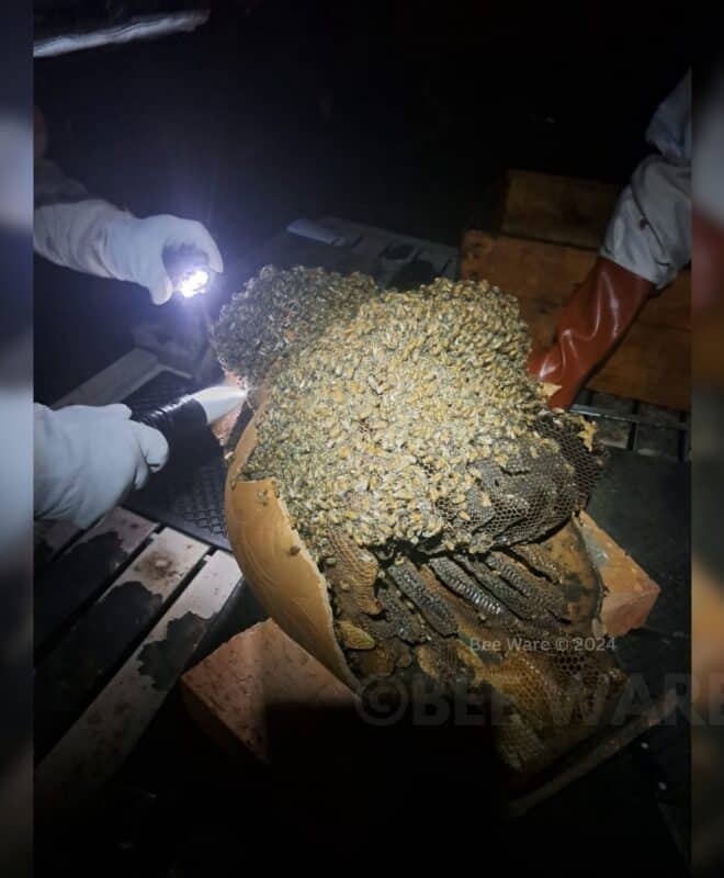 Commercial Bee Removal Course in Midrand